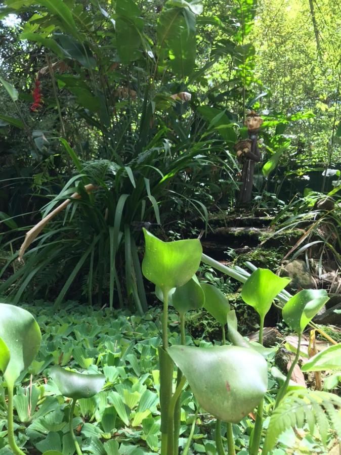 Casa A Beira Do Rio Jaguareguava Na Mata Atlantica Em Bertioga Sp Villa Eksteriør billede